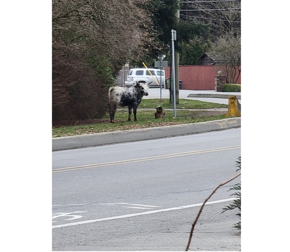 Rogue Bull in Richmond