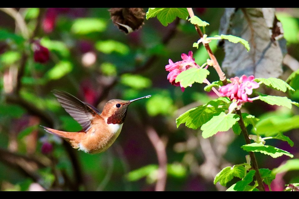 A rufous hummingbird enjoying a red currant bush at Terra Nova Park.