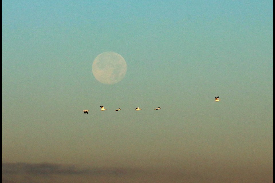 Snow geese flying in front of a harvest moon.