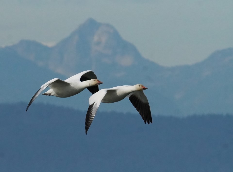 snow-geese-from-middle-arm-trail