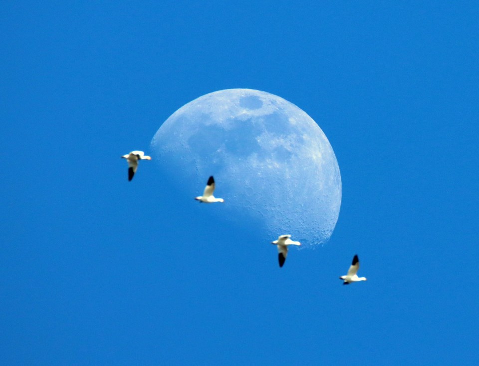 snow-geese-moon