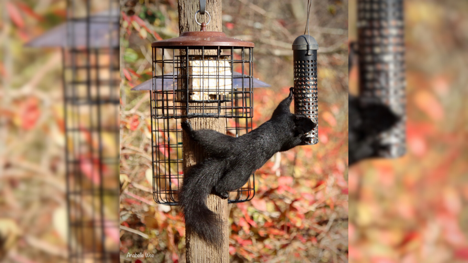 squirrel-richmond-nature-park-gmr