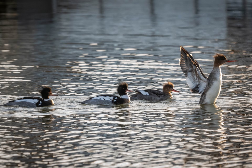 Common mergansers in Steveston.