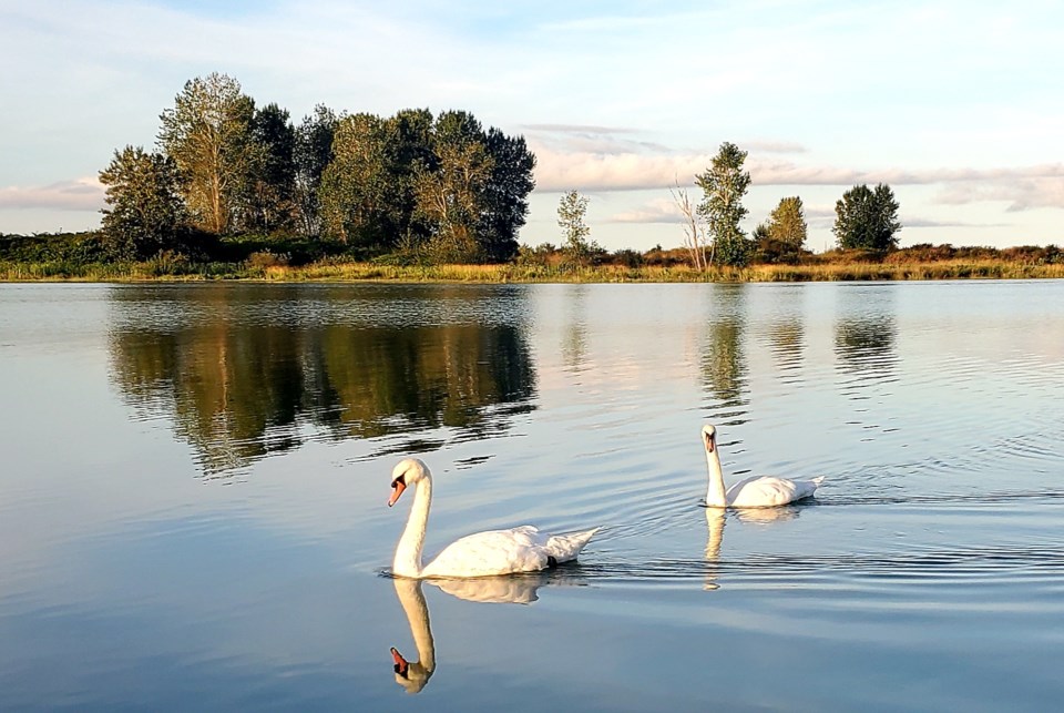 Swans in Richmond