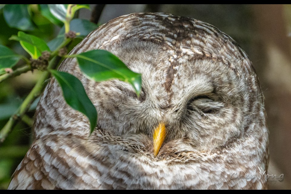 A barred owl hiding from the sun in Terra Nova.