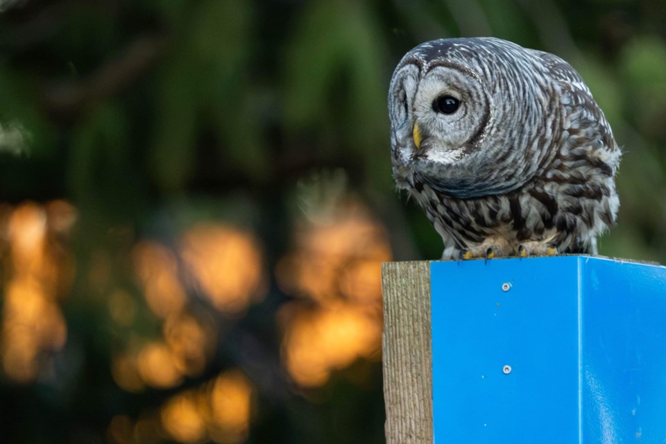 A curious barred owl at Terra Nova Rural Park.