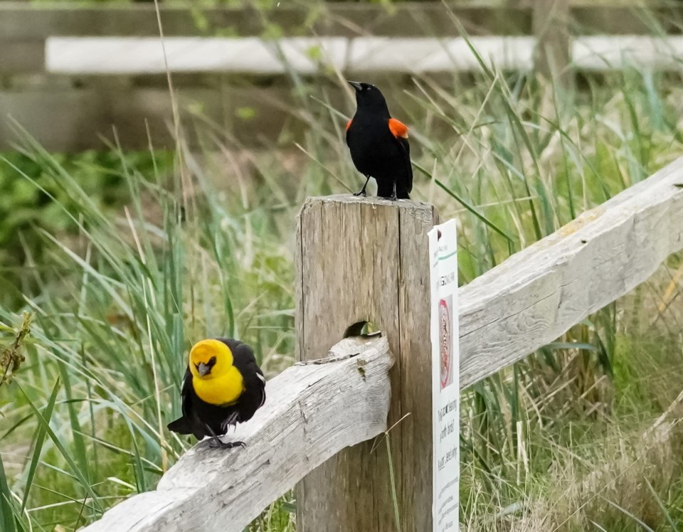two-blackbirds