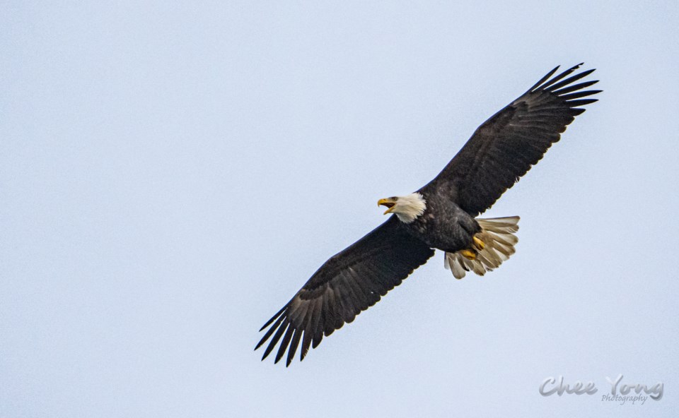 west-dyke-bald-eagle-2