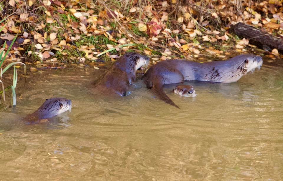 west-dyke-swimming-otters-angie-lau