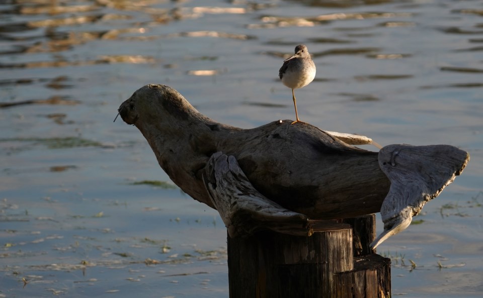 yellow-legs-britannia-shipyards-caroline-sayson