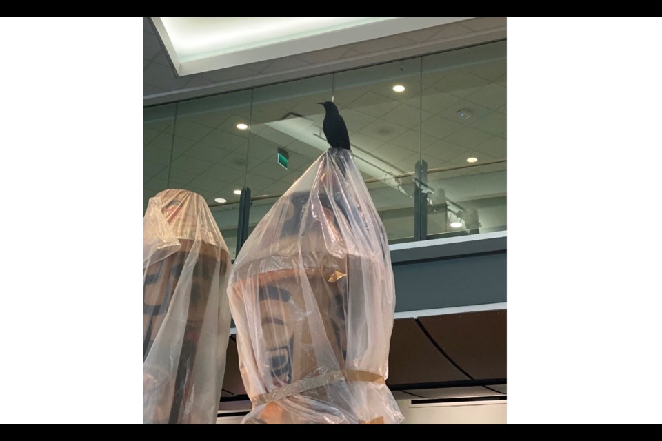 Have you seen Moira the Crow around YVR?