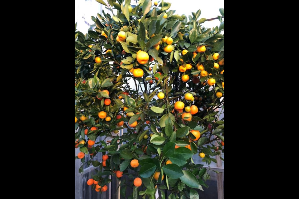 The calamondin orange tree symbolizes an abundant year. Photo submitted