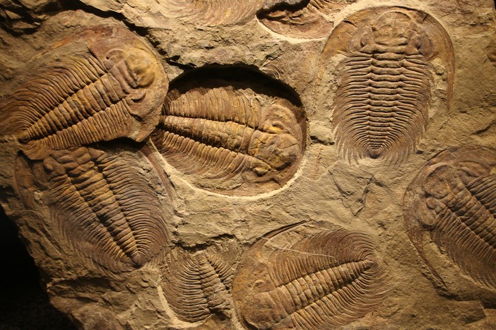 Fossils