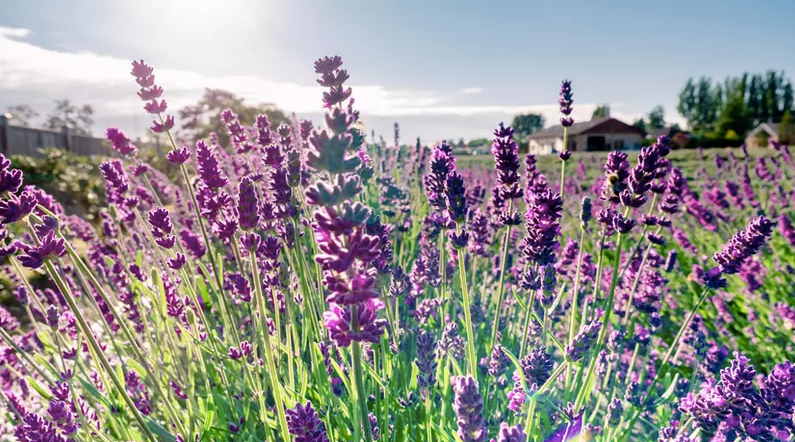 Lavenderland 