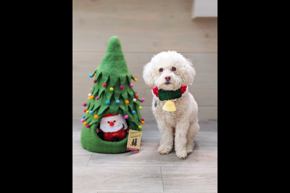 Lex, the mascot at Bodega Pets, demonstrates what awkward pet photos might look like.