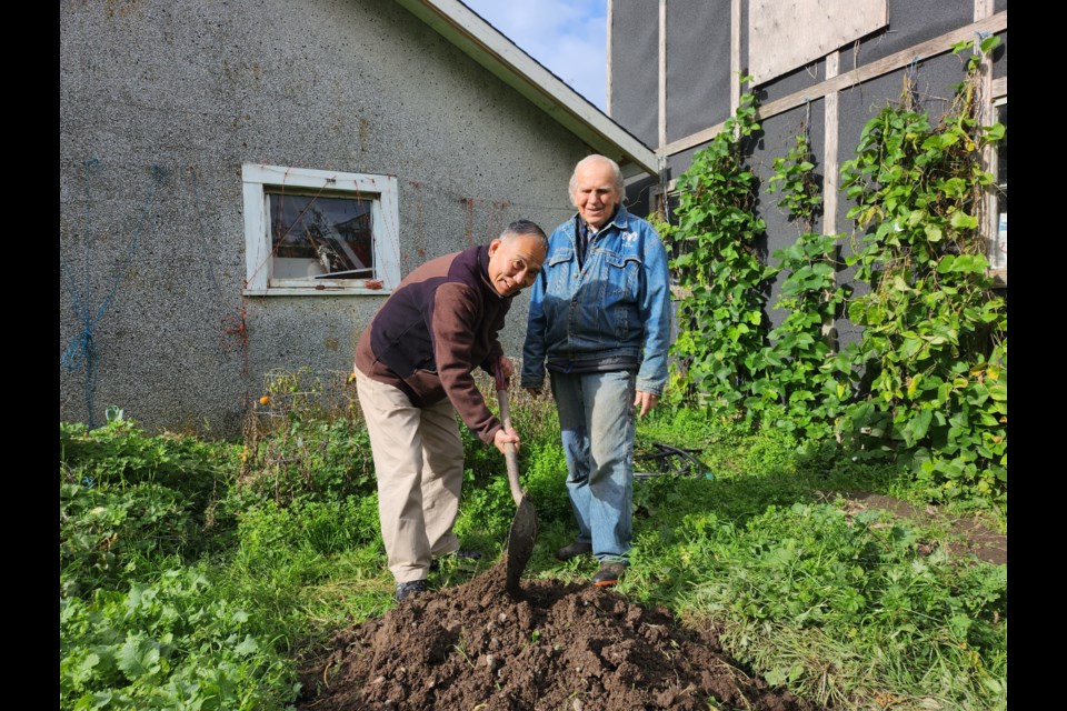 Harold Steves and researcher Xinhua Song are preparing for their demonstration garden, which will showcase crops grown in their organic manure using a new technology next year. Daisy Xiong photo 