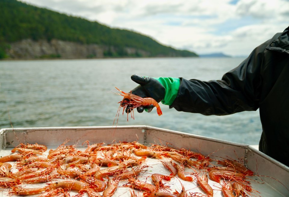 Steveston Spot Prawns