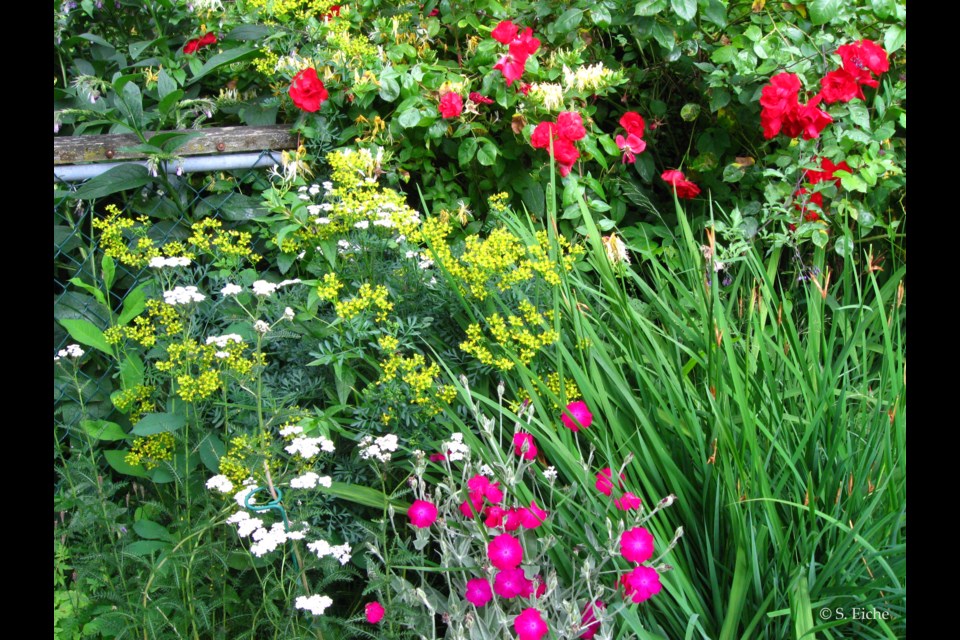 A natural harmony, each plant having found its place without any guidance and certainly no disturbance from me. Clockwise from centre bottom: rose campion, yarrow, osoberry, rue, honeysuckle, red rose. 