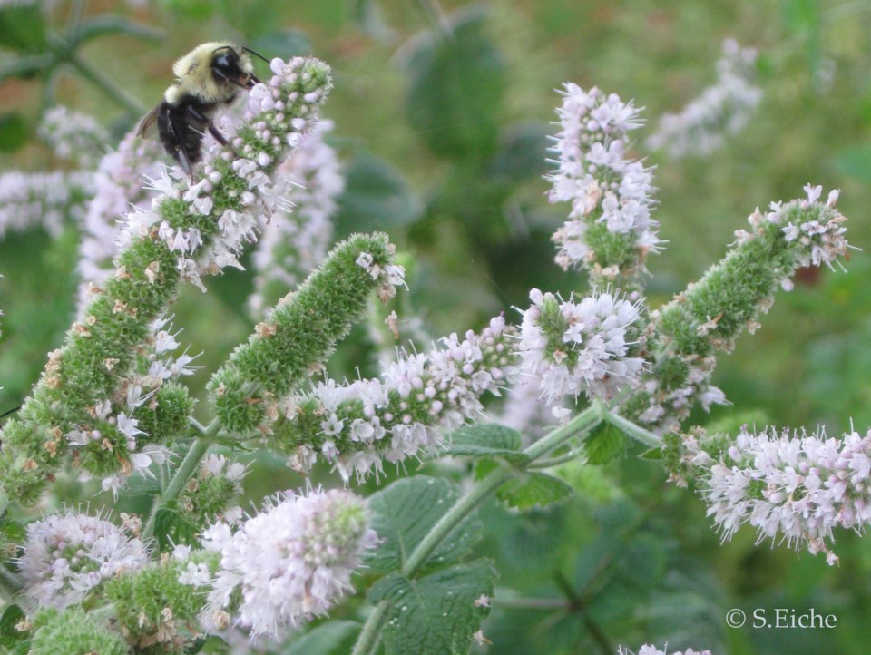 bee-column