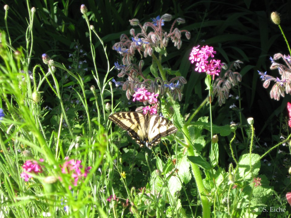 canadian-tiger-swallowtail