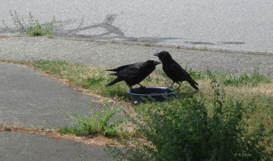 Crows