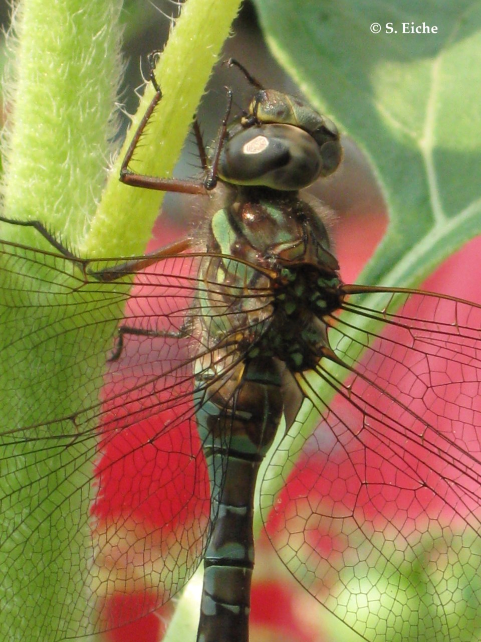 Dragonfly