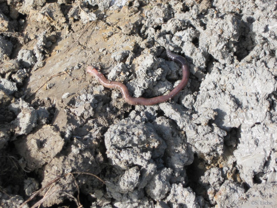 eiche-column-earthworms