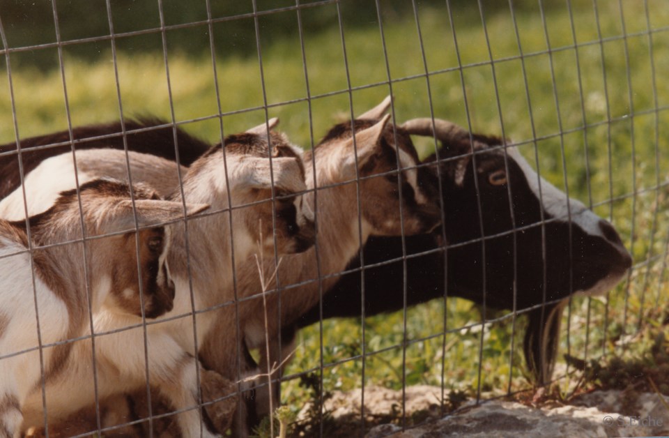 eiche-column-goats