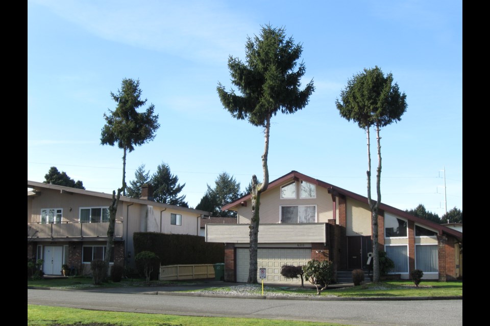 Three trees on Deerfield Crescent that have been drastically delimbed, making them look like gigantic feather dusters. 