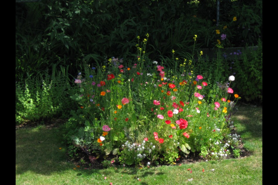 Don’t mow your lawn right to the edge, but turn the perimeter of your lawn into a zone of plants and wildflowers. 