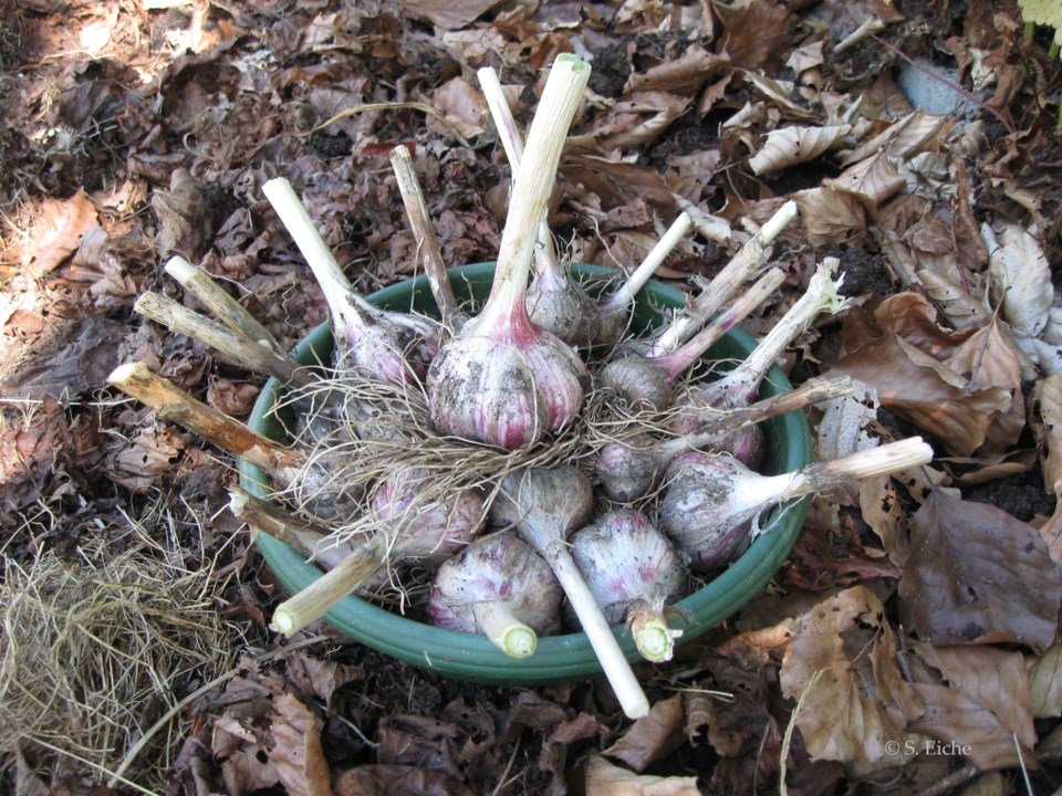 glory-of-garlic-sabine-eiche
