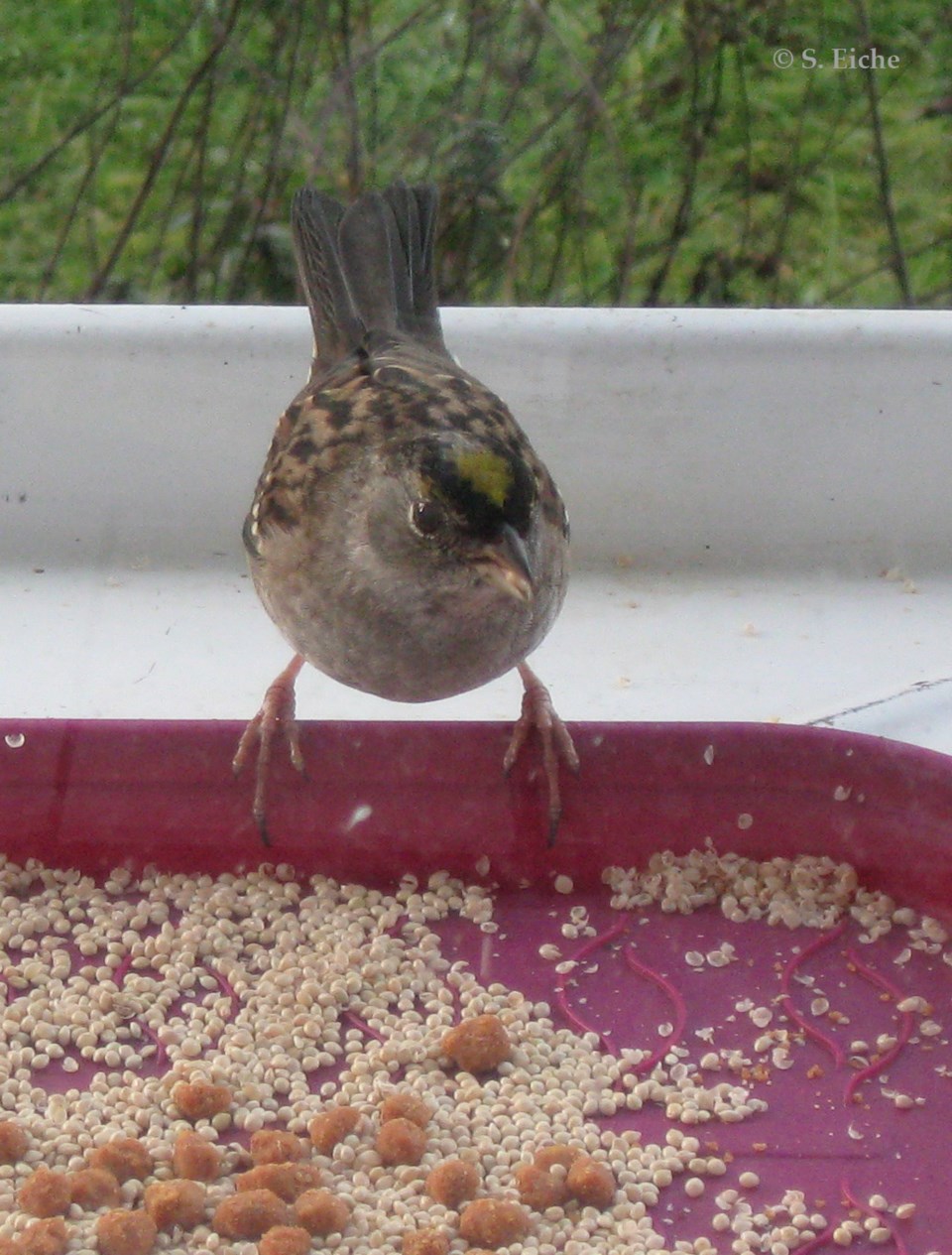 Golden-crowned sparrow