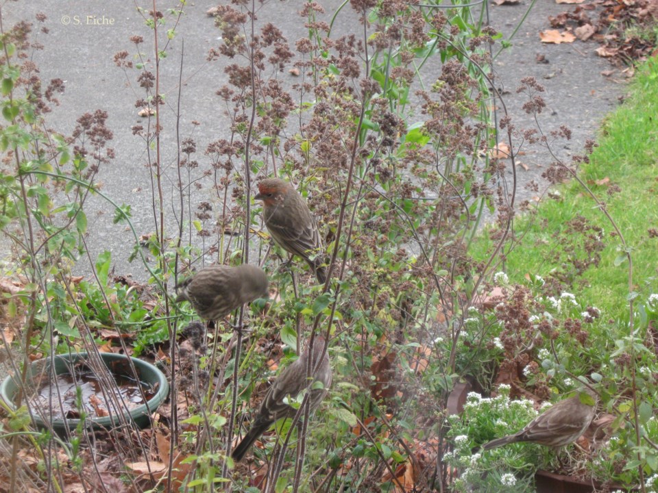 Greek Oregano