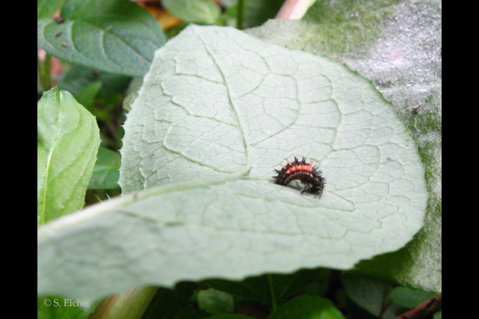 Ladybug preparing to pupate, July 5, 2025.