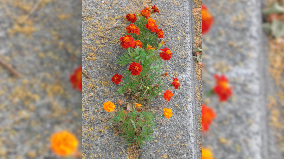 marigolds-eiche-column