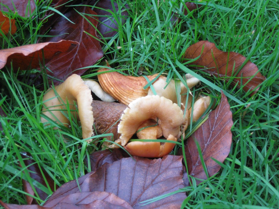 Mushrooms in backyard