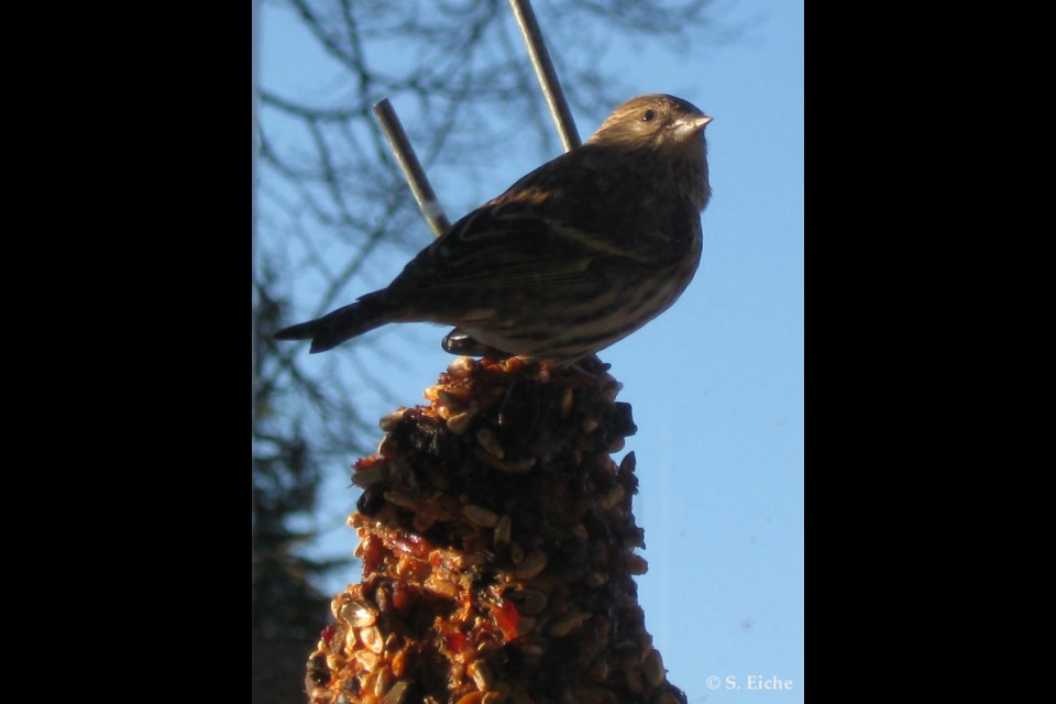 We’re currently seeing an irruption of pine siskins, a bird in the finch family with a small, sharp bill and a tail that’s short and forked like a fish tail. Their presence here is attributed to an insufficient supply of conifer seeds in our boreal forests. Photo: © S. Eiche.