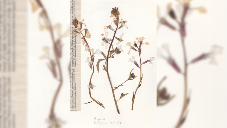 pressed-flowers-eiche