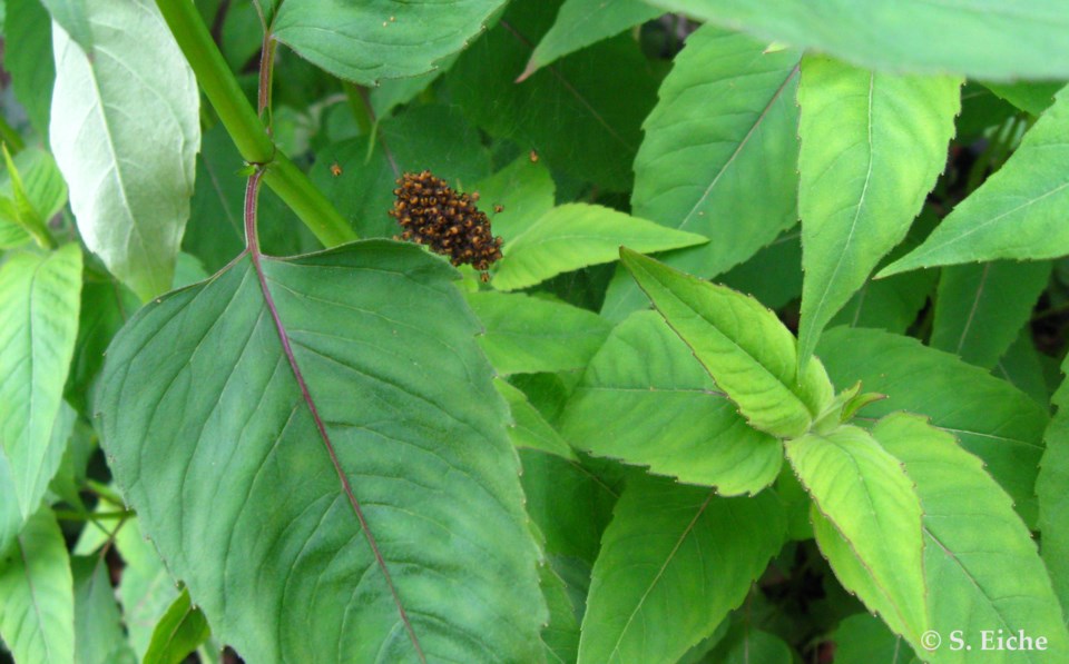 spider-nest