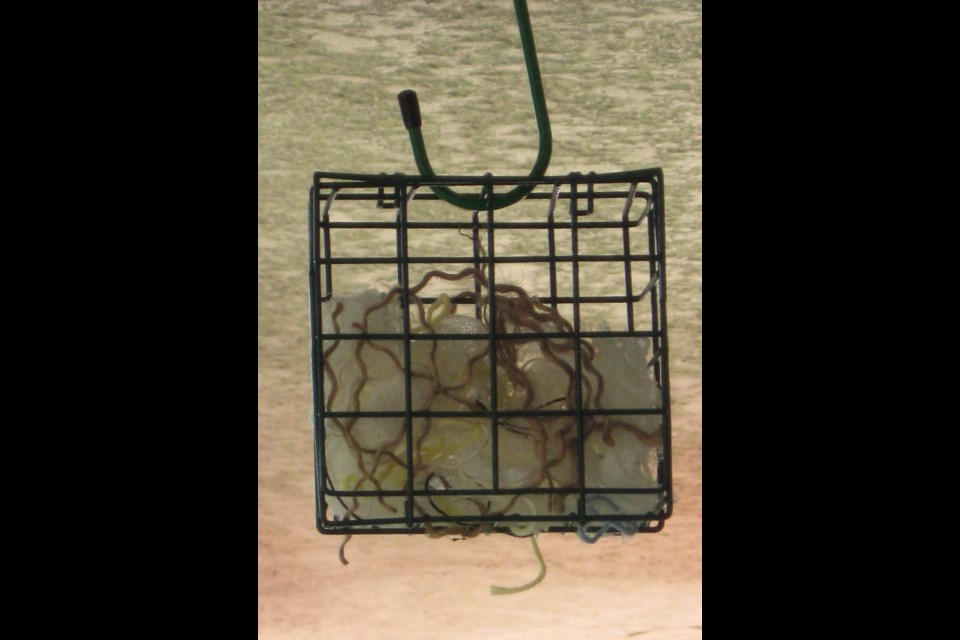 Suet feeder filled with a mix of nesting materials.