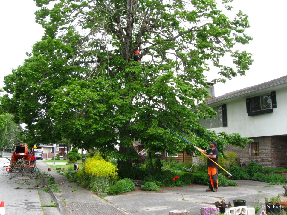 tree-pruning-in-richmond