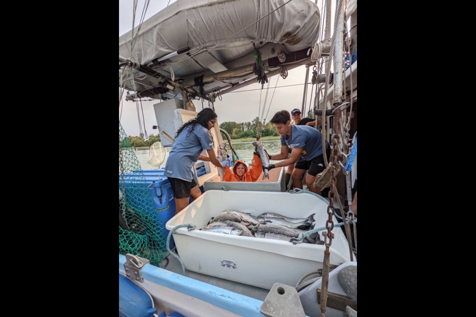 Students employed through Surrey's SHaRP program got to retrieve the salmon from the hull.