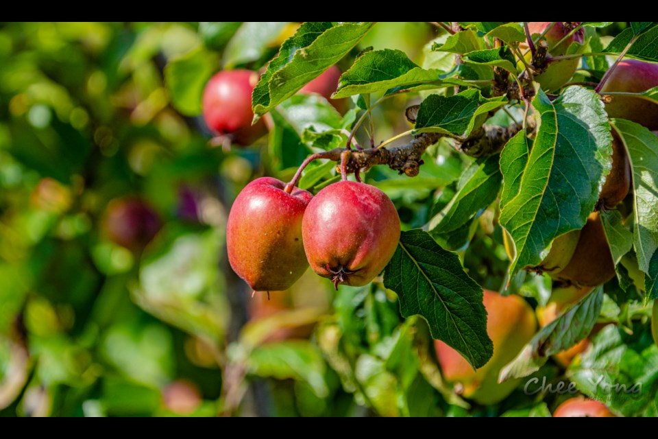 Apples turning bright red at Terra Nova Sharing Farm.