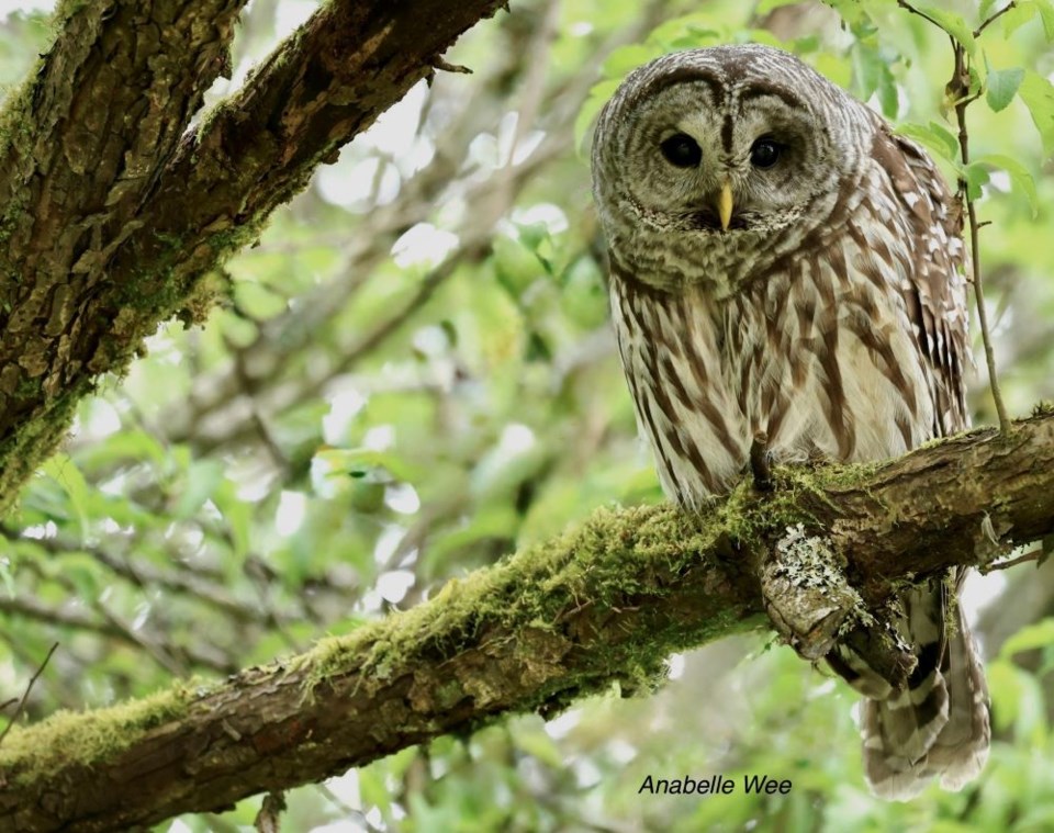 anabelle-wee-barred-owl-west-dyke
