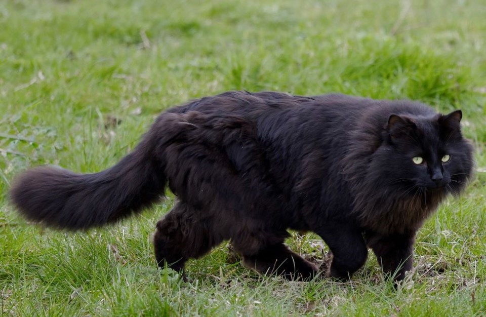 anabelle-wee-black-cat-london-landing