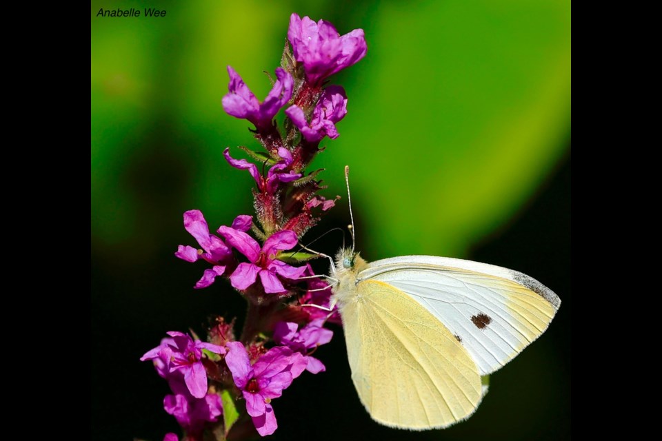 A cabbage butterfly in the trails in Terra Nova.