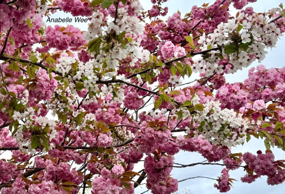 anabelle-wee-cherry-blossom-treet-odlinwood-park