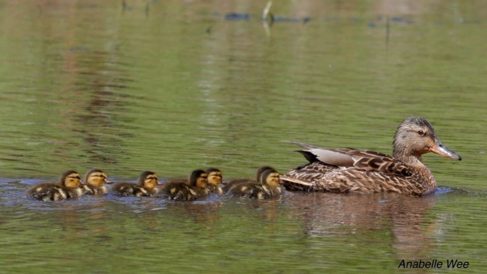 anabelle-wee-mother-duck-and-ducklings