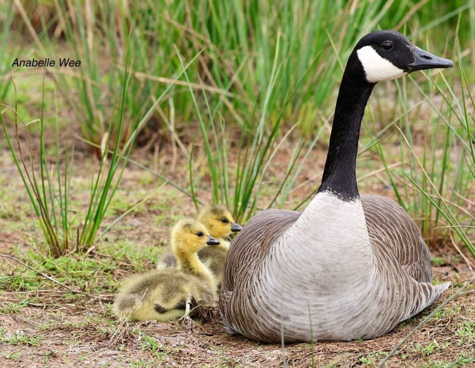 anabelle-wee-mother-goose-goslings-garden-city-lands