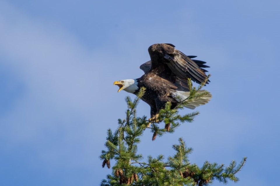 A bald eagle coming in for a landing at Terra Nova Rural Park.

